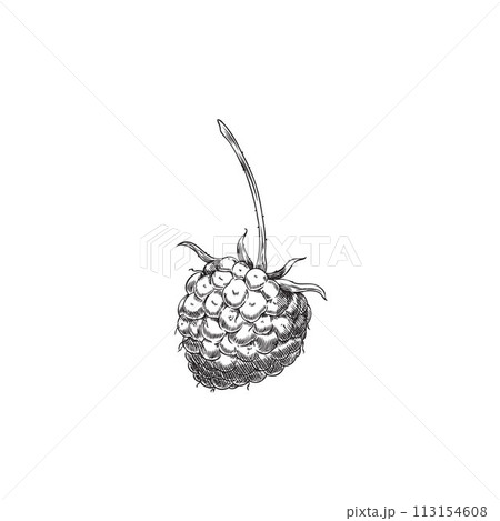 Hand drawn vector black and white sketch of raspberry on isolated background. Hand drawn vector black and white sketch of raspberry on isolated background. 113154608