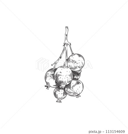 Fresh bunch of black currant berries engraved hand drawn vector, farm berries sketch icon juicy natural food plant snack 113154609
