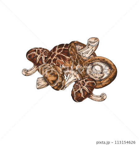 Shiitake mushrooms harvest heap hand drawn vector illustration, Asian raw fungus or fungi, natural organic vegan food 113154626