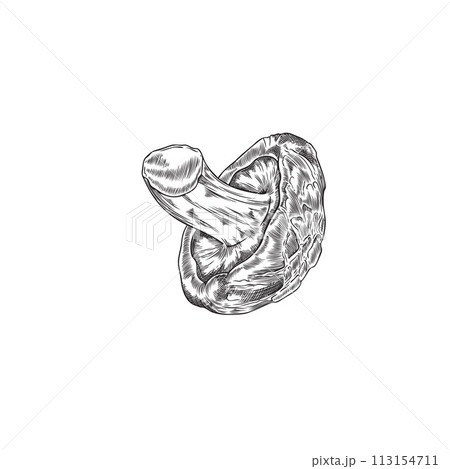 Graphic black and white drawing of a shitake mushroom, on an isolated background. 113154711