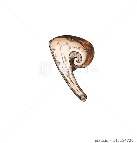 Hand drawn part of brown shiitake mushroom sketch style, vector illustration Hand drawn part of brown shiitake mushroom sketch style, vector illustration 113154726