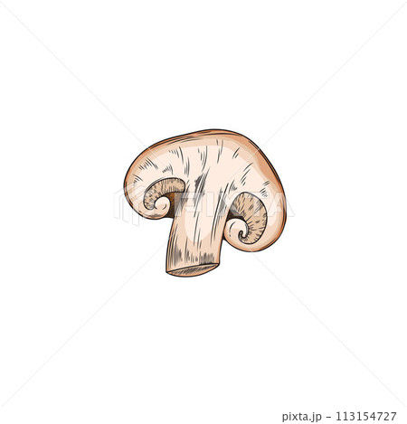 Hand drawn vector shiitake cut in half on isolated background. 113154727