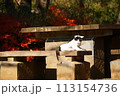 昼寝から覚めたとこ 113154736