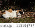 公園の陽だまりでくつろぐ野良猫 113154737