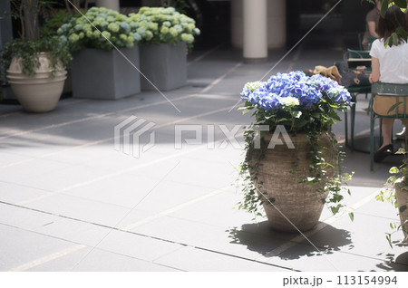 レストランのテラス席にあるアジサイの鉢植えです 113154994