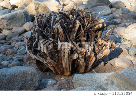 Intricate Driftwood Amidst Rocky Coastal Terrain Under Soft Lighting. 113155054
