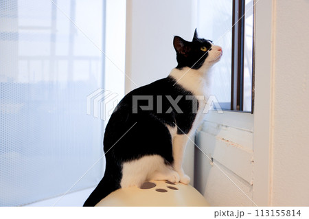 ねこ 113155814