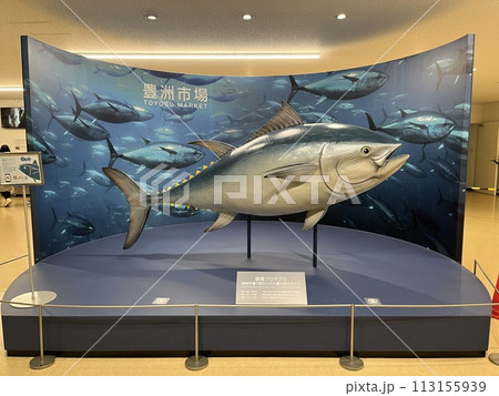 東京豊洲市場　水産卸売場棟のクロマグロ 113155939