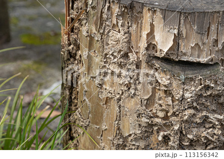 シロアリに食われている切り株 113156342