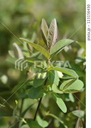 Honeyberry Aurora Honeyberry Aurora 113156430