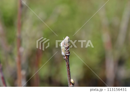 Alder-leaved serviceberry Mandam Alder-leaved serviceberry Mandam 113156431