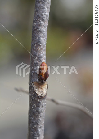 Common horse chestnut Common horse chestnut 113156435