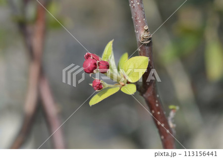 Crab apple Evereste 113156441
