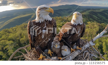 Majestic Bald Eagles And Eaglets In Their Nest....のイラスト素材 [113156575 ...