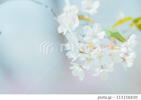 埼玉の公園に咲く美しい桜の花 埼玉の公園に咲く美しい桜の花 113156830