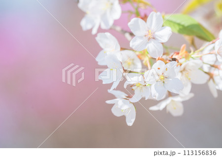 埼玉の公園に咲く美しい桜の花 埼玉の公園に咲く美しい桜の花 113156836