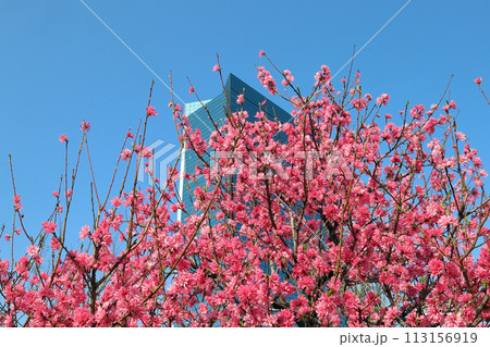 桃の花とビル 桃の花とビル 113156919