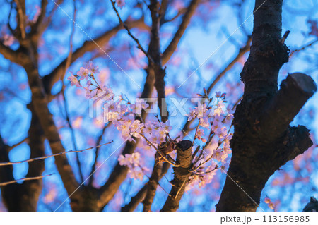 目白の庭園に咲く美しい夜桜 113156985