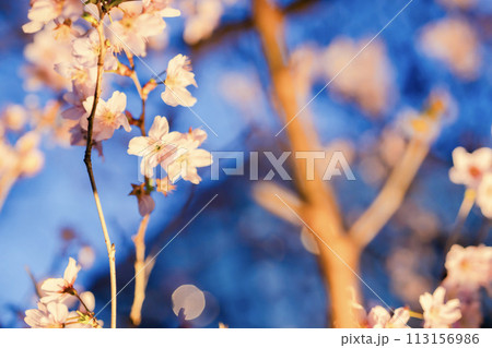 目白の庭園に咲く美しい夜桜 目白の庭園に咲く美しい夜桜 113156986