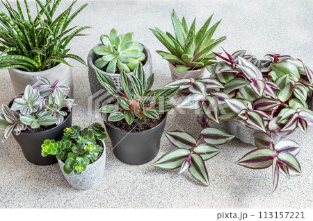 Home plants variete - sansevieria, peperomia rosso, tradescantia on a gray background, indoor garden concept 113157221