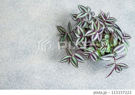 Home plant Tradescantia zebrina on a gray background, top view with copy space Home plant Tradescantia zebrina on a gray background, top view with copy space 113157222