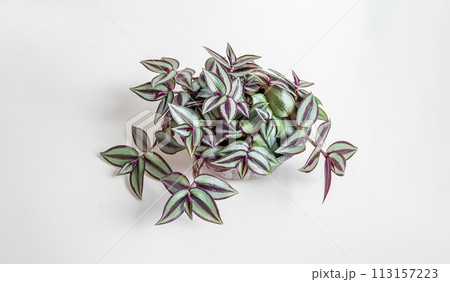 Home plant Tradescantia zebrina on a white background, minimal home decor top view banner Home plant Tradescantia zebrina on a white background, minimal home decor top view banner 113157223