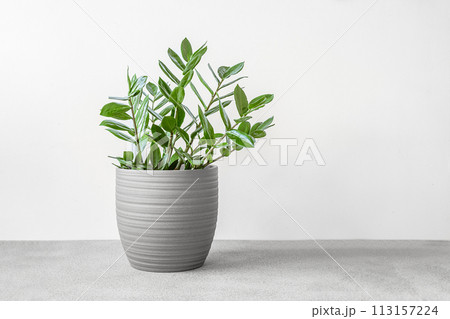 Zamioculcas, or zamiifolia zz plant in a gray ceramic pot on a gray table, home gardening and minimal home decor concept 113157224