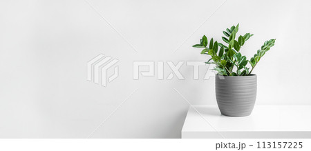 Zamioculcas, or zamiifolia zz plant in a gray ceramic pot on a white background, home gardening and minimal home decor concept banner with copy space Zamioculcas, or zamiifolia zz plant in a gray ceramic pot on a white background, home gardening and minimal home decor concept banner with copy space 113157225