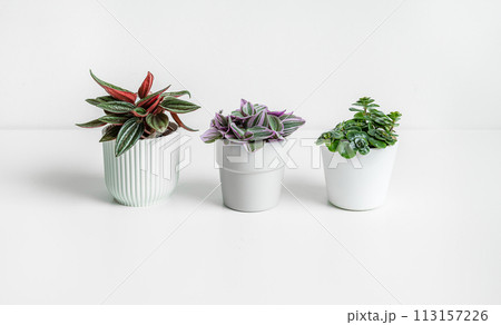 Mini plants on white background, home gardening and connecting with nature concept 113157226
