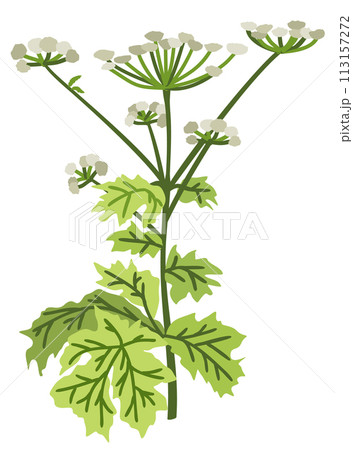Hogweed. Vector botanical isolated illustration. 113157272