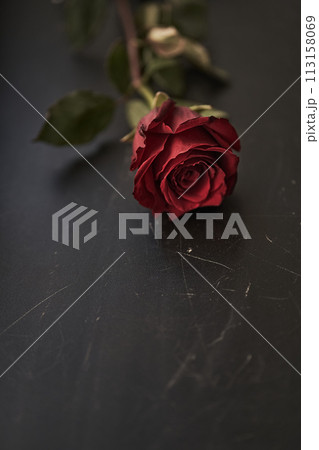 Beautiful mock up with red rose on a black scratched background. Backdrop with copy space, empty, isolated on black. Template, mockup for your design, text, card, product, presentation, art. 113158069