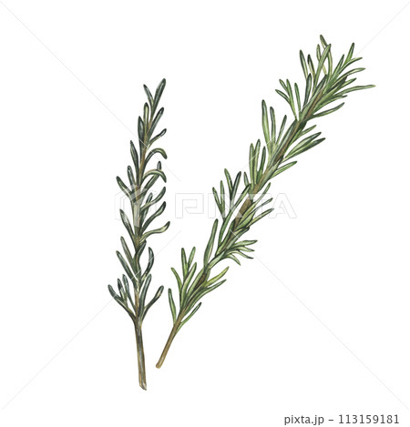 green leaves rosemary green leaves rosemary 113159181