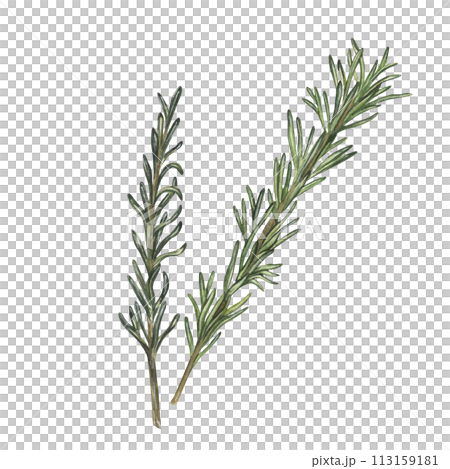 green leaves rosemary green leaves rosemary 113159181
