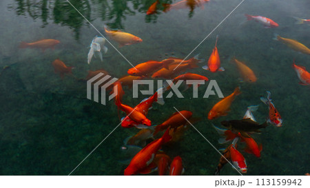 Red and gold fish in the water 113159942