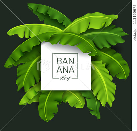 Banana Leaves Banner, Green Tropical Leaf, Realistic and Look Fresh, Vector Illustration 113160672