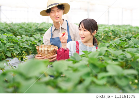 ビニールハウスにてイチゴの収穫をする若い男女 ビニールハウスにてイチゴの収穫をする若い男女 113161579