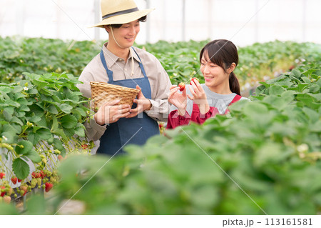 ビニールハウスにてイチゴの収穫をする若い男女 ビニールハウスにてイチゴの収穫をする若い男女 113161581