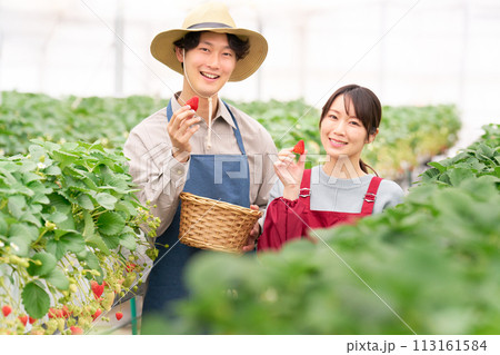 収穫したイチゴを手にして笑顔を見せる若い男女 113161584