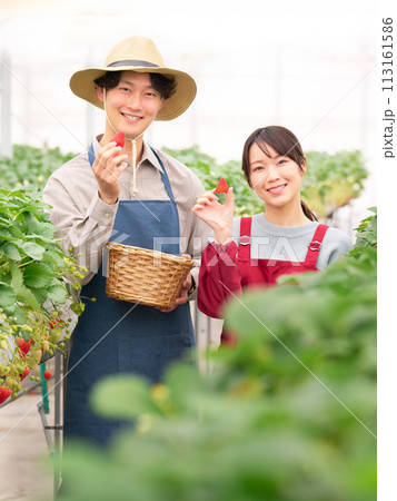 収穫したイチゴを手にして笑顔を見せる若い男女 収穫したイチゴを手にして笑顔を見せる若い男女 113161586