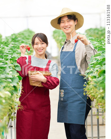 収穫したイチゴを手にして笑顔を見せる若い男女 収穫したイチゴを手にして笑顔を見せる若い男女 113161588