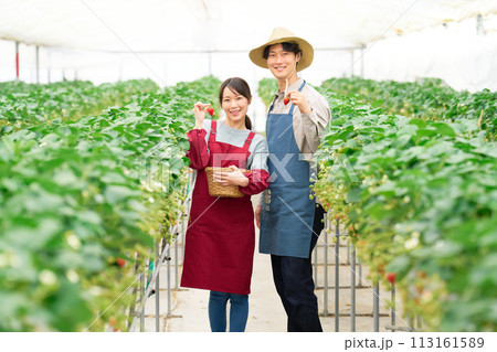 収穫したイチゴを手にして笑顔を見せる若い男女 収穫したイチゴを手にして笑顔を見せる若い男女 113161589