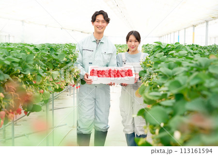 収穫したイチゴを抱えて視線を向ける農作業服の若い男女 収穫したイチゴを抱えて視線を向ける農作業服の若い男女 113161594