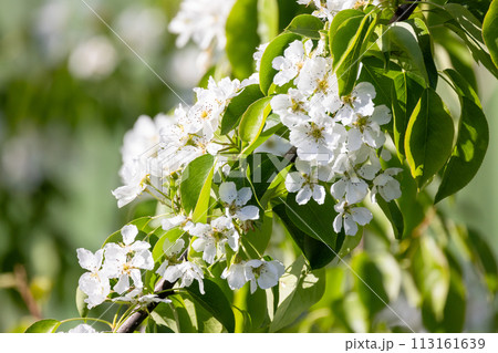 Apple tree in bloom, branch with white flowers macro photo Apple tree in bloom, branch with white flowers macro photo 113161639