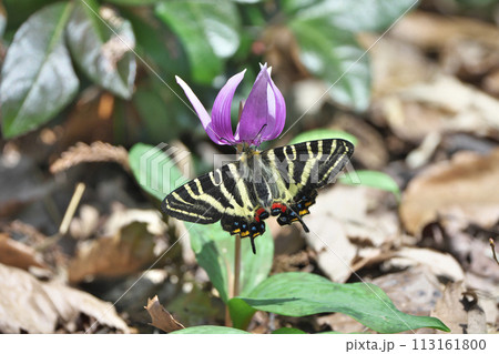 ギフチョウ 113161800