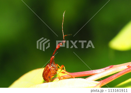 ヒゲナガオトシブミ(オス) ヒゲナガオトシブミ(オス) 113161911