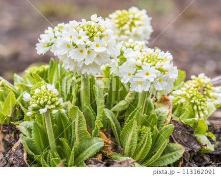 White flower Primula denticulata (drumstick primrose) in spring garden White flower Primula denticulata (drumstick primrose) in spring garden 113162091
