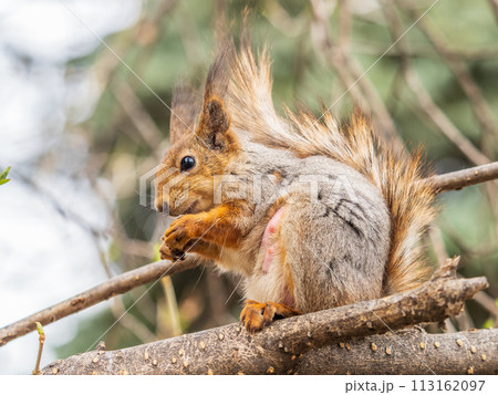 The squirrel with nut sits on a branches in the spring or summer. The squirrel with nut sits on a branches in the spring or summer. 113162097