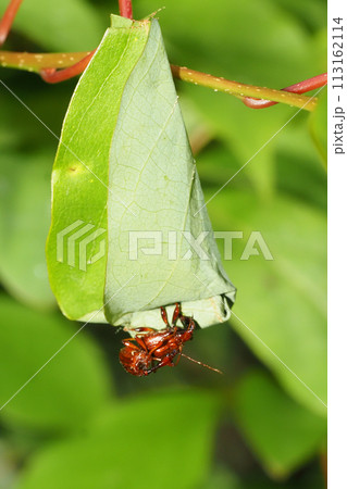 ヒゲナガオトシブミ（ペア）揺籃作りの途中に繫殖行動 113162114