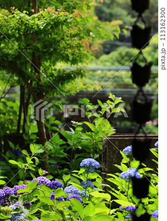 裏庭の片隅に咲く紫陽花の花 裏庭の片隅に咲く紫陽花の花 113162300