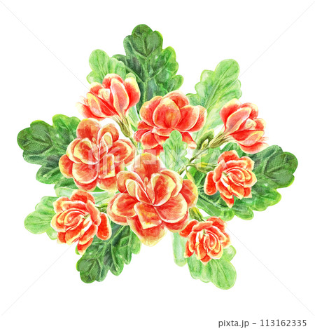 Kalanchoe flowers and leaves of succulents bouquet. Watercolor hand painted illustration isolated on white background. Decoration for greeting cards, wedding invitations, birthday celebrations 113162335